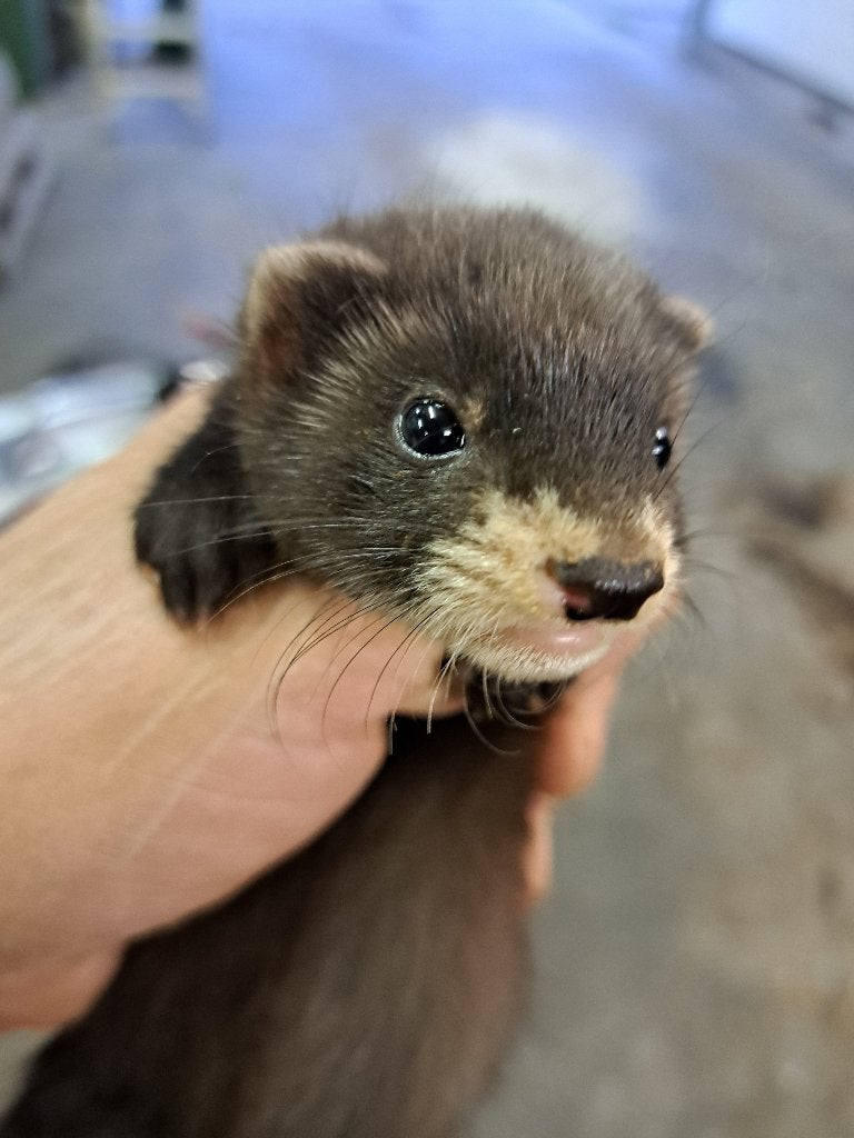 Jong Fretje, Dieren en Toebehoren, Fret, Juli, Vrouwelijk, Tam