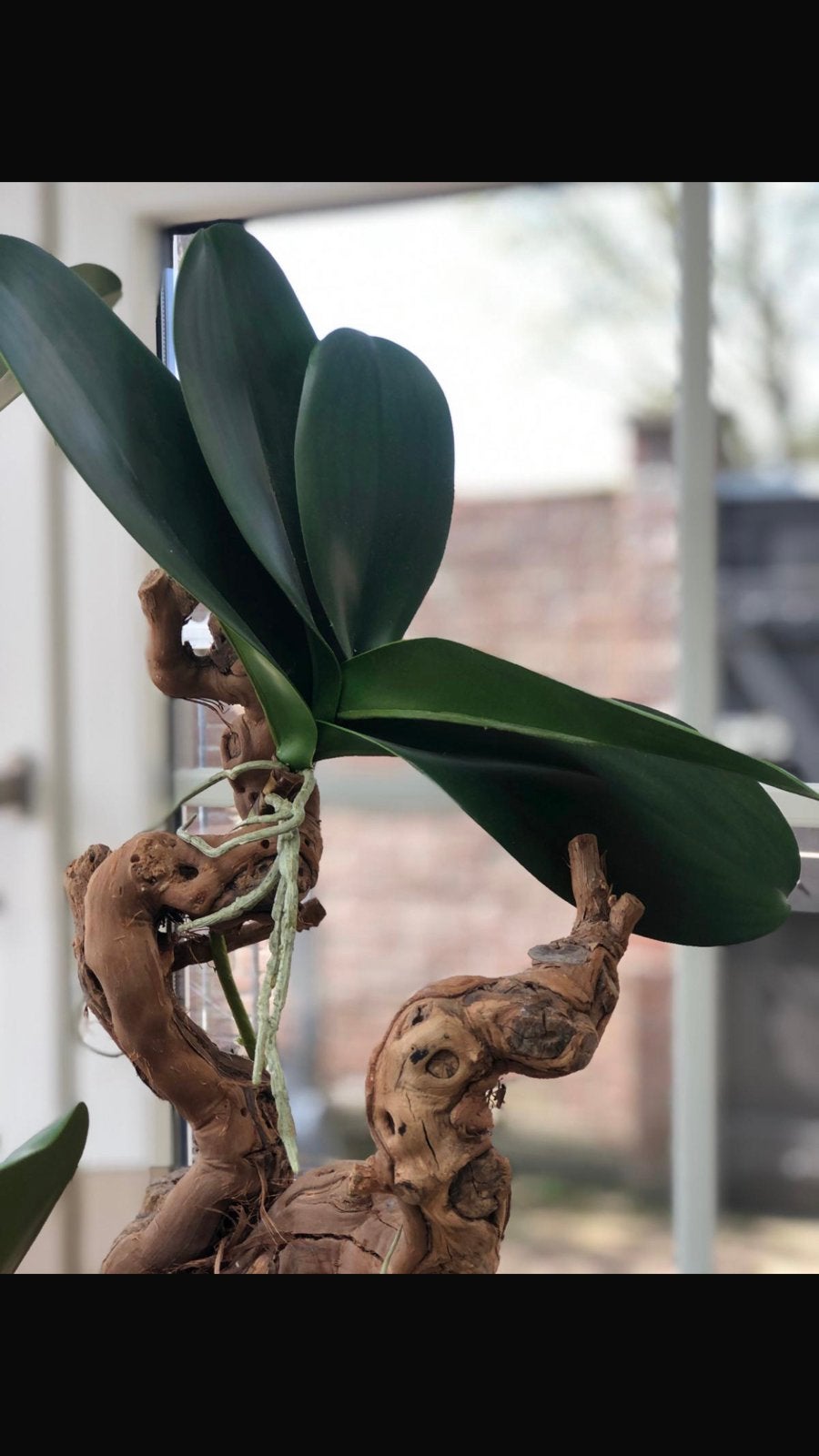 6 Orchideeën bladeren kunst, Ophalen of Verzenden, Nieuw