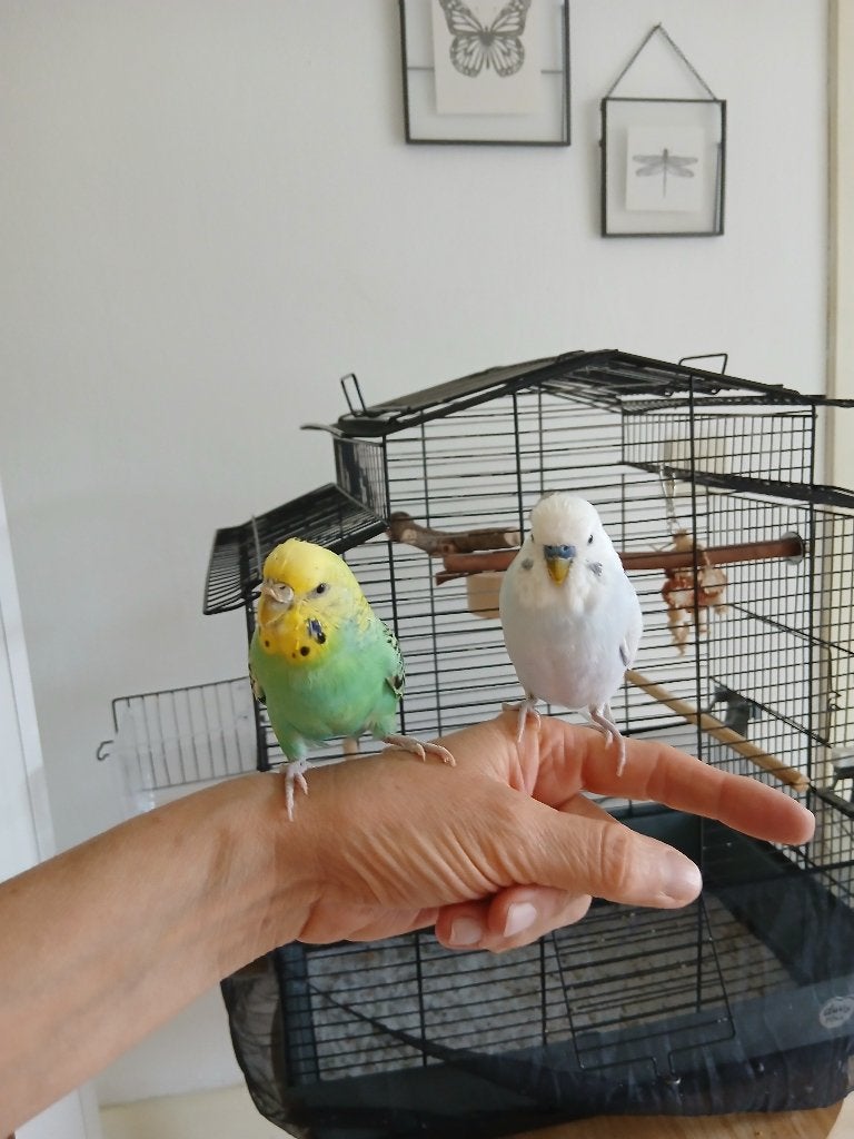 Koppel parkietjes met kooi, Meerdere dieren, Parkiet, Tam