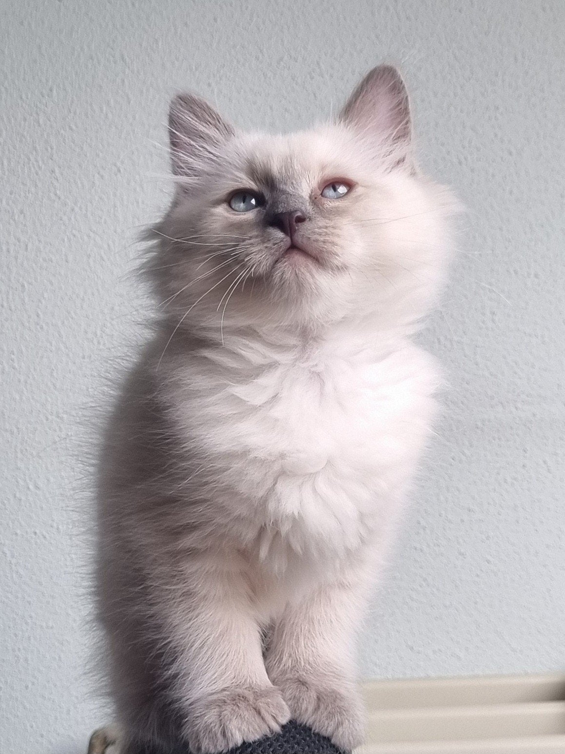 Ragdoll kittens, Meerdere dieren, Gechipt, 0 tot 2 jaar