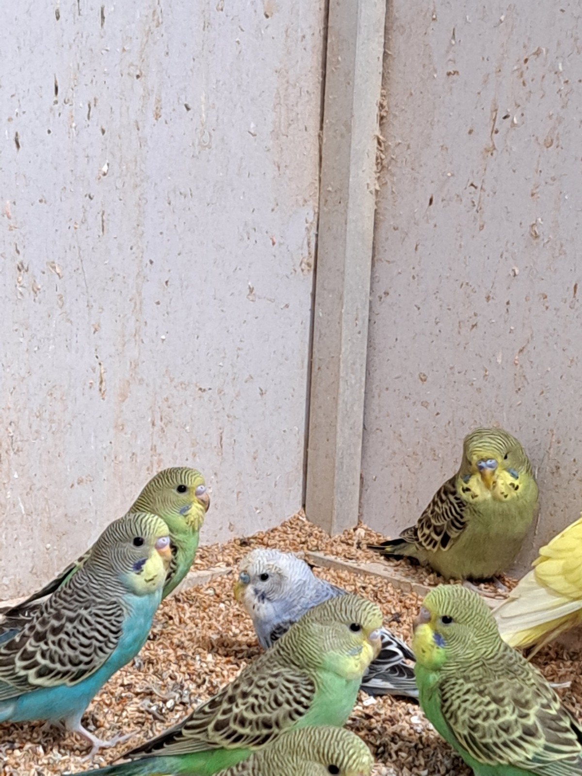baby grasparkieten leuk om tam te maken, eten zelfstandig, Meerdere dieren, Parkiet, Tam