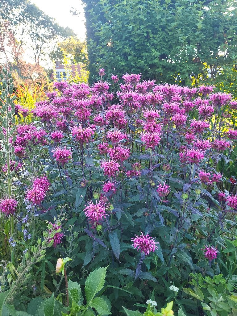 Zaden Monarda roze, Tuin en Terras, Ophalen of Verzenden, Volle zon