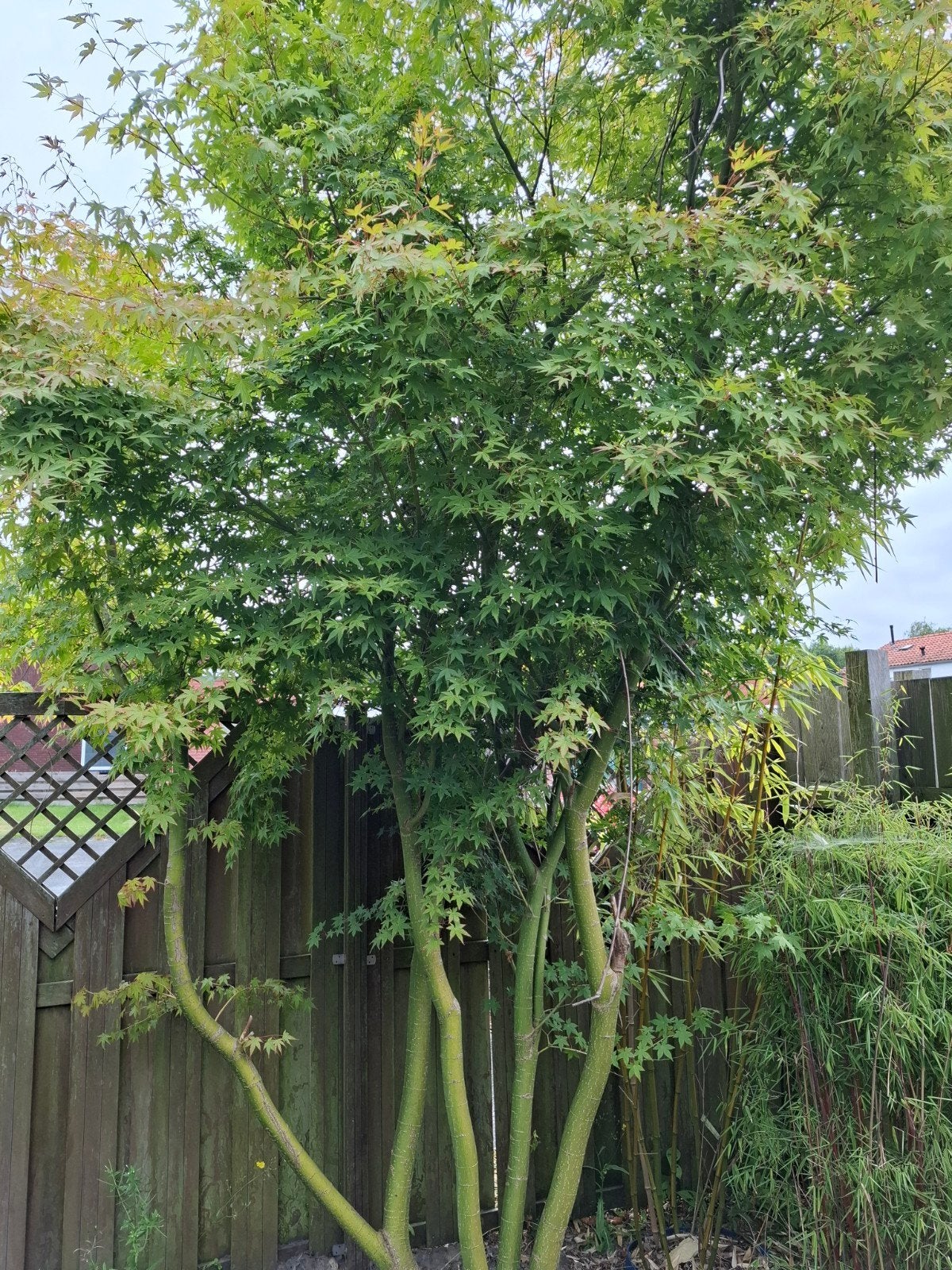 Mooi bompje, Ophalen of Verzenden