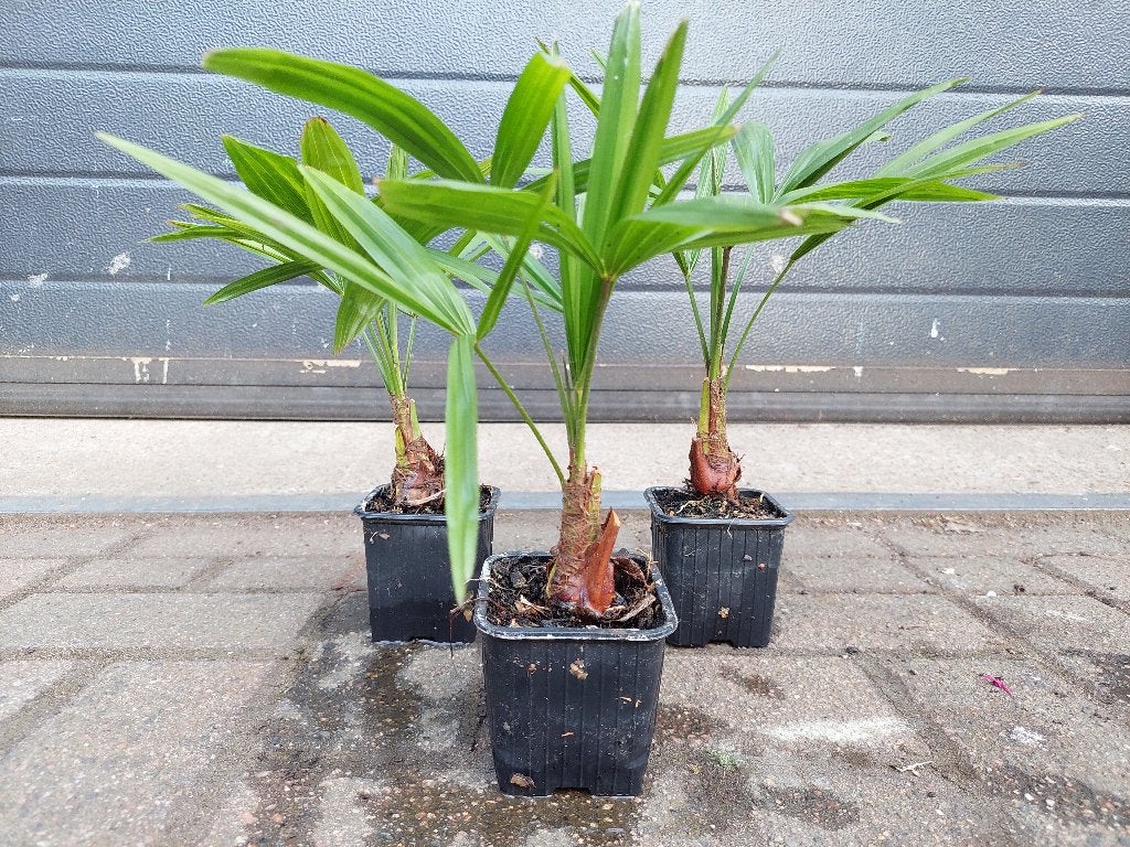 Mini Trachycarpus Fortunei - Chinese Waaierpalm H: 30-35 cm., Minder dan 100 cm, Zomer, Palmboom, Ophalen