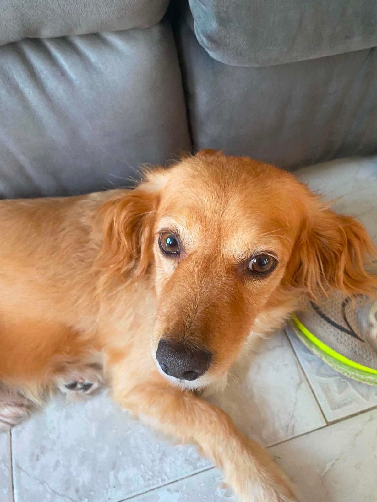 Kokoni Pixie op zoek naar eigen familie, Dieren en Toebehoren, 6 jaar of ouder, Buitenland, Teef, Parvo
