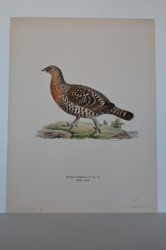 AUERHOEN VROUWTJE VOGEL TETRAA UROGALLUS Mooie Litho VC1, Verzenden, Origineel, Flora en Fauna, Lithografie
