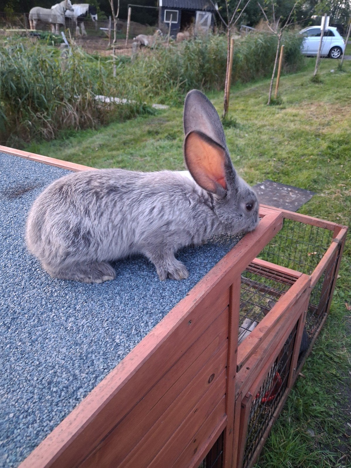 hele tamme vlaamse reus konijntjes 8 week oud, Dieren en Toebehoren, Meerdere dieren, Groot, 0 tot 2 jaar