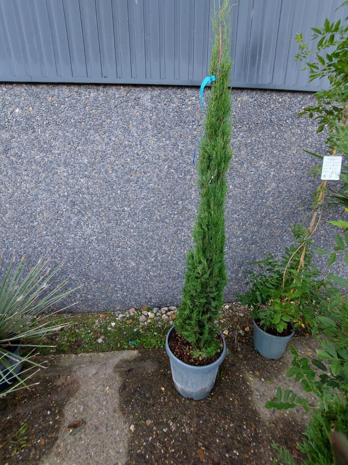 Italiaanse ciprus, Ophalen, 100 tot 250 cm