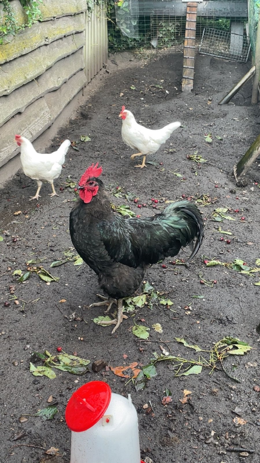 Jersey giant, Dieren en Toebehoren, Mannelijk, Kip