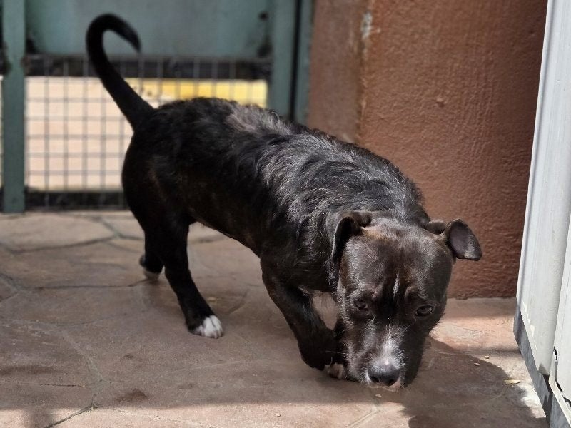 ACE: Stumpy is gewoon een goede hond!, Dieren en Toebehoren, Particulier, Reu, Buitenland, Eén hond