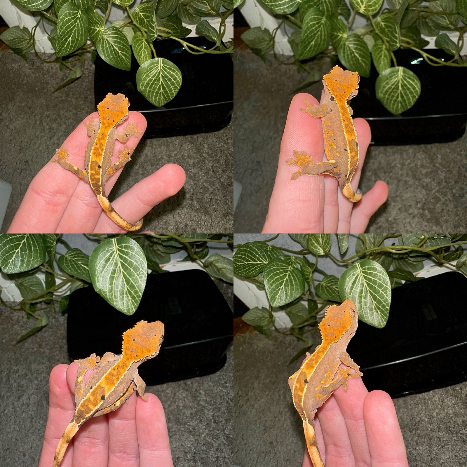 Wimpergekko baby, Hagedis, 0 tot 2 jaar