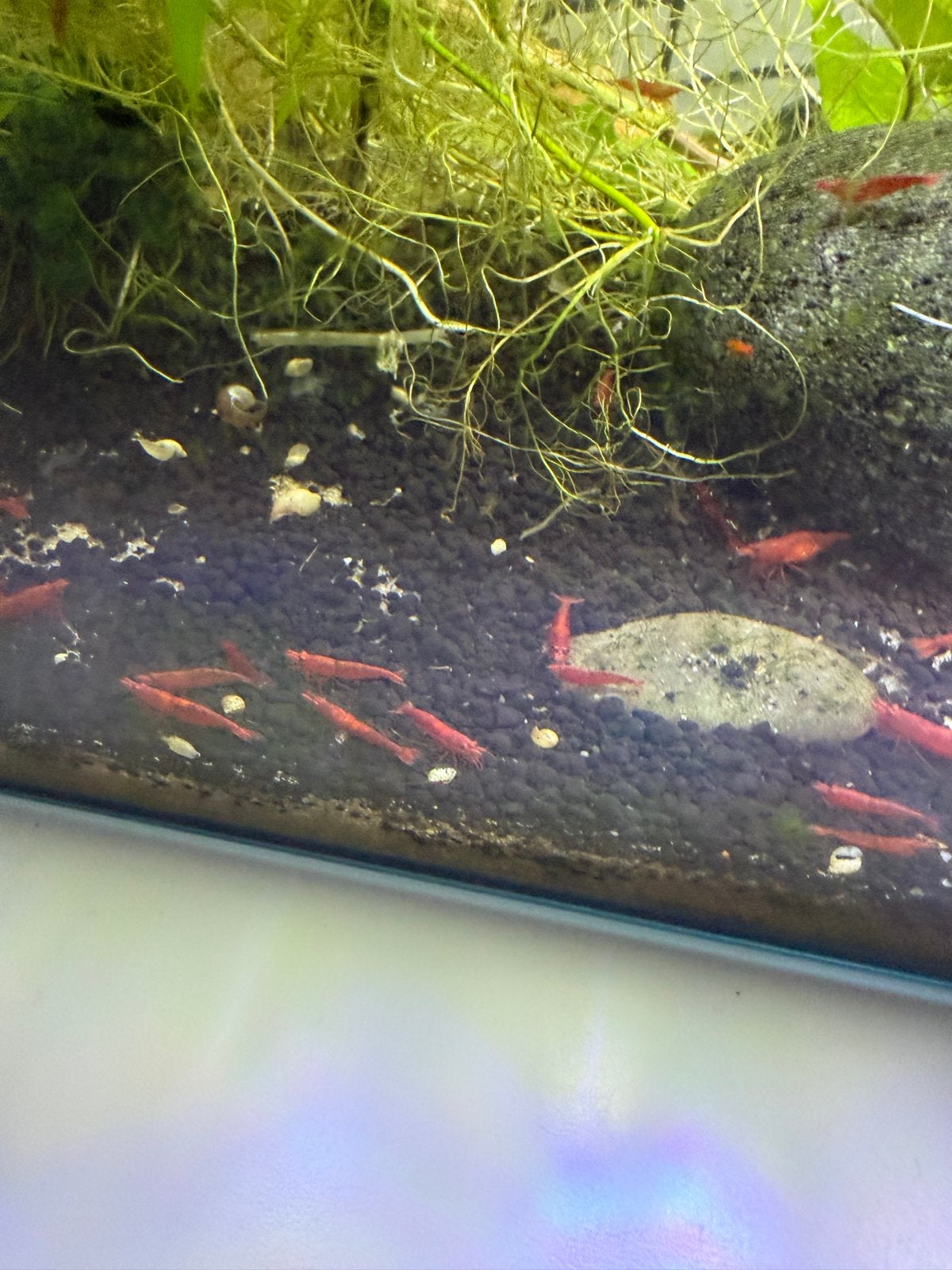 Garnalen, Kreeft, Krab of Garnaal