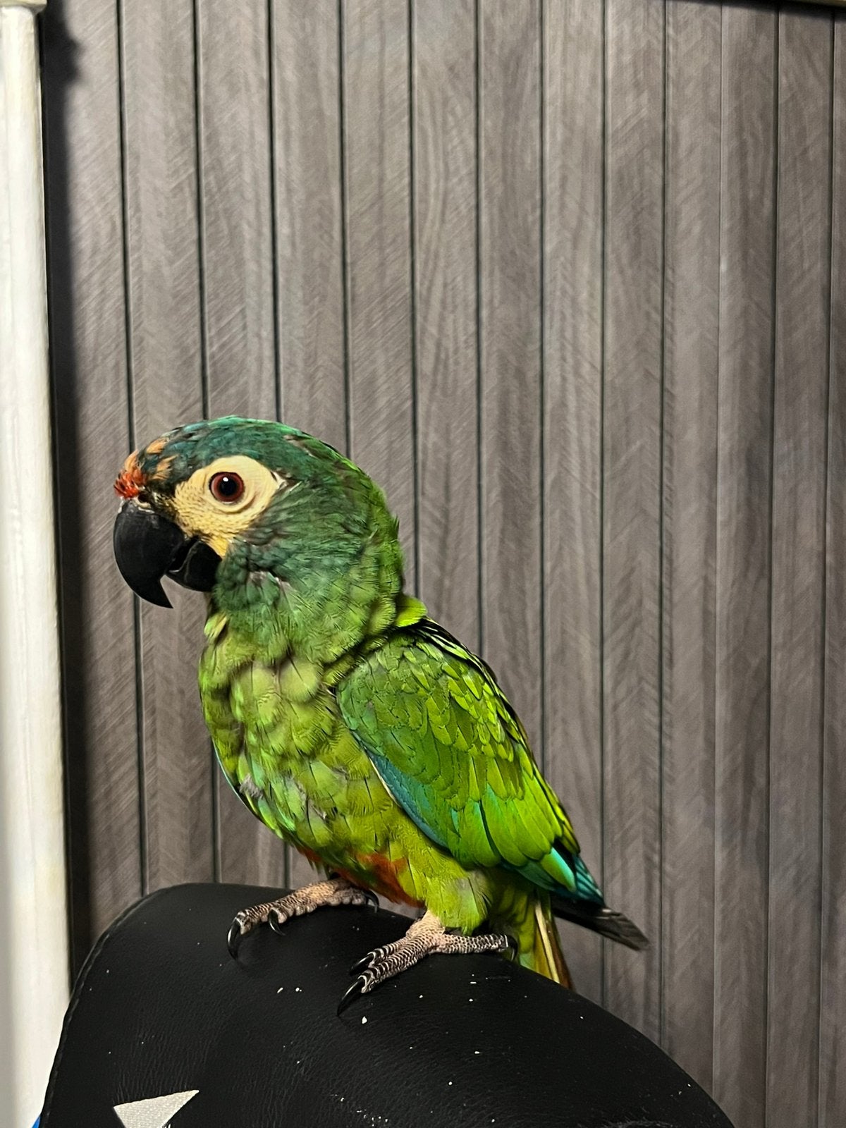Jonge SUPER tamme Ara Maracana, Dieren en Toebehoren, Vogels | Parkieten en Papegaaien, Mannelijk, Papegaai, Pratend