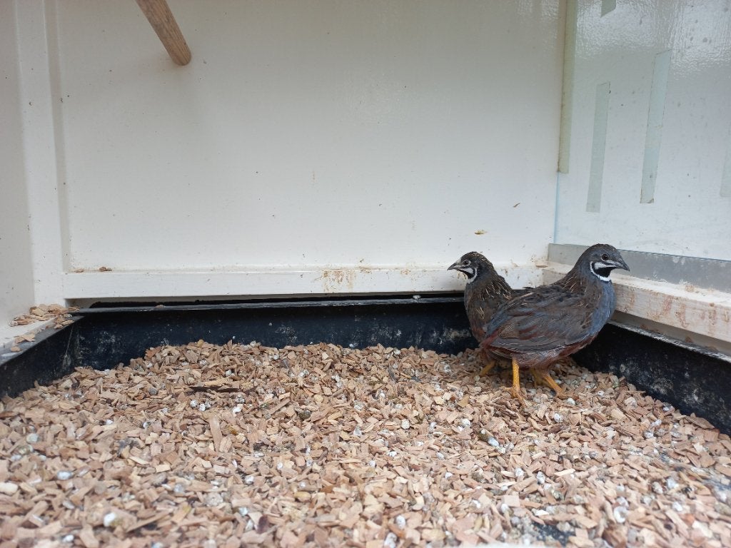 Chinesedwergkwartel haantjes, Dieren en Toebehoren, Vogels | Overige Vogels, Mannelijk, Tropenvogel, Tam