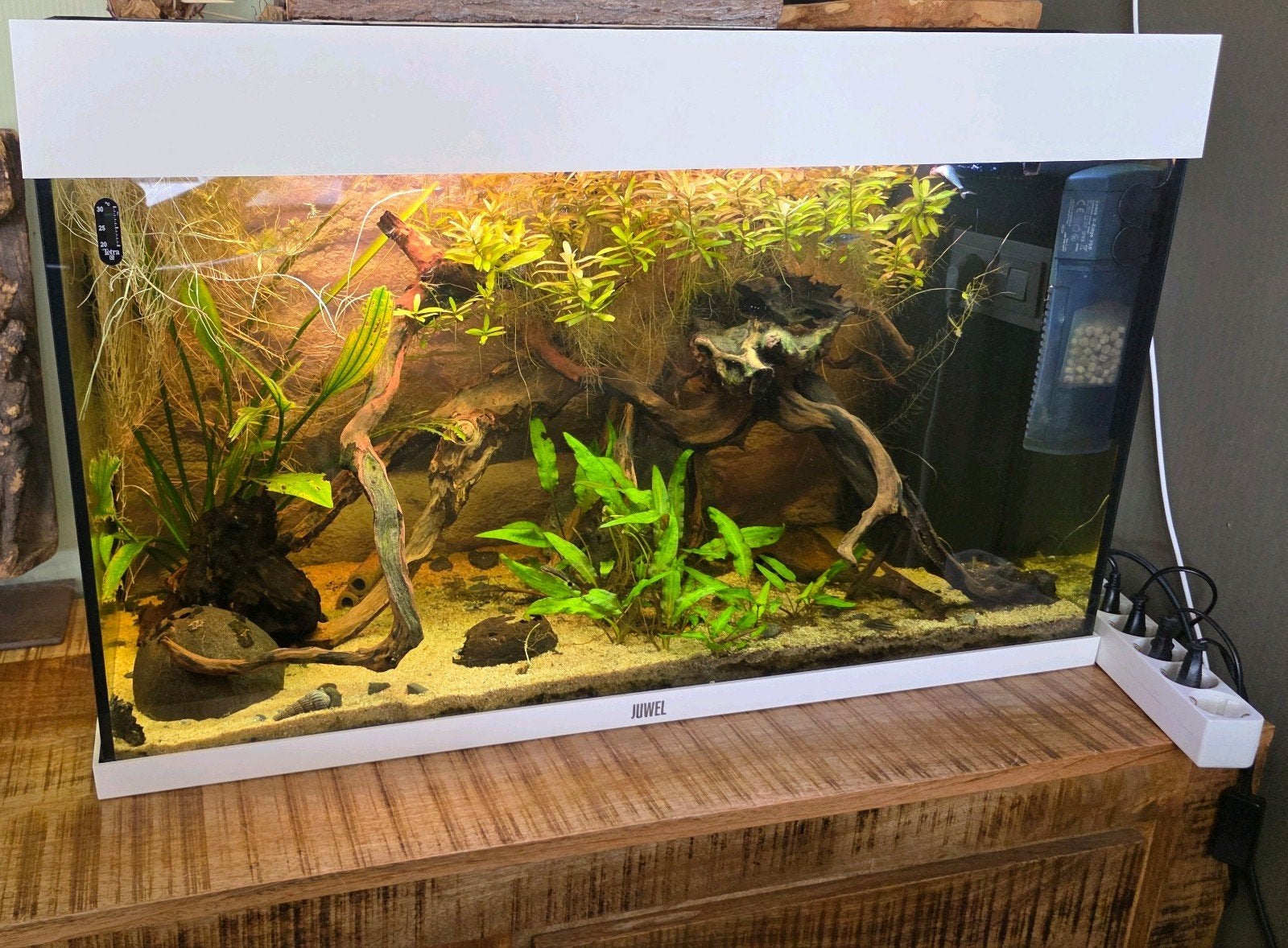 JUWEL 80 cm Aquarium te koop, Ophalen, Gevuld zoetwateraquarium