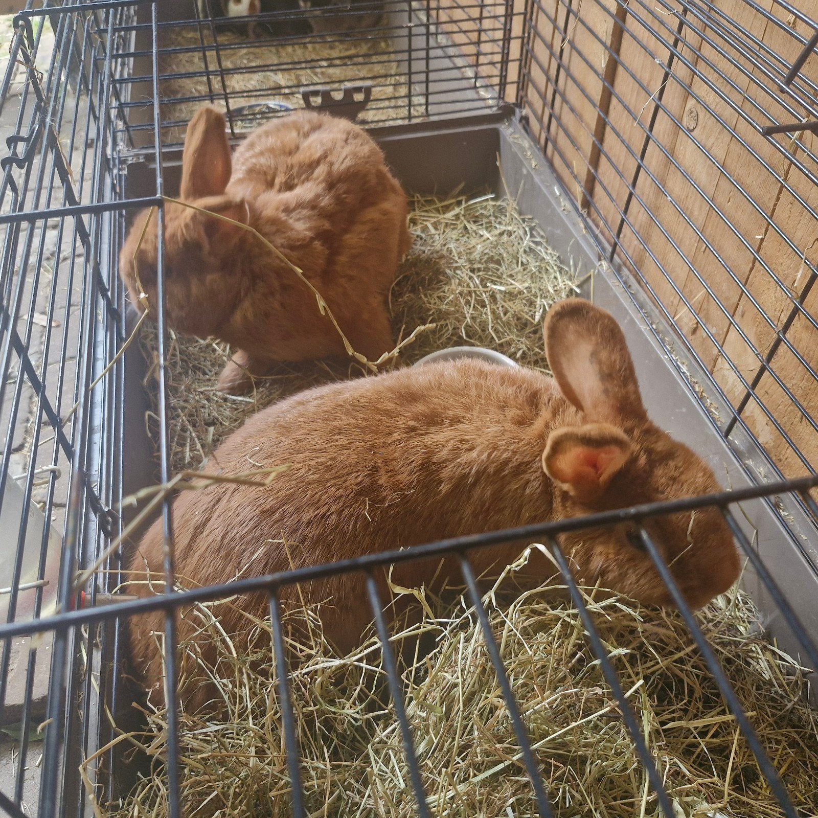 Thrianta konijntjes, Dieren en Toebehoren, Vrouwelijk