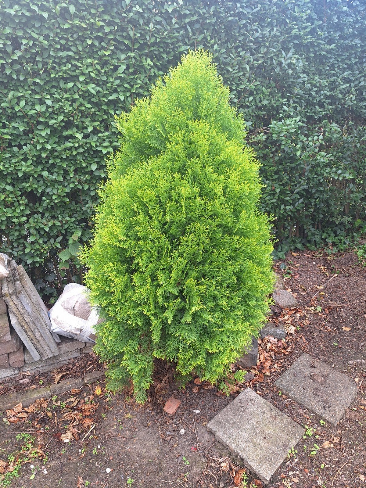 Vier naaldboompjes, Tuin en Terras, Ophalen, Conifeer, Struik, 100 tot 250 cm