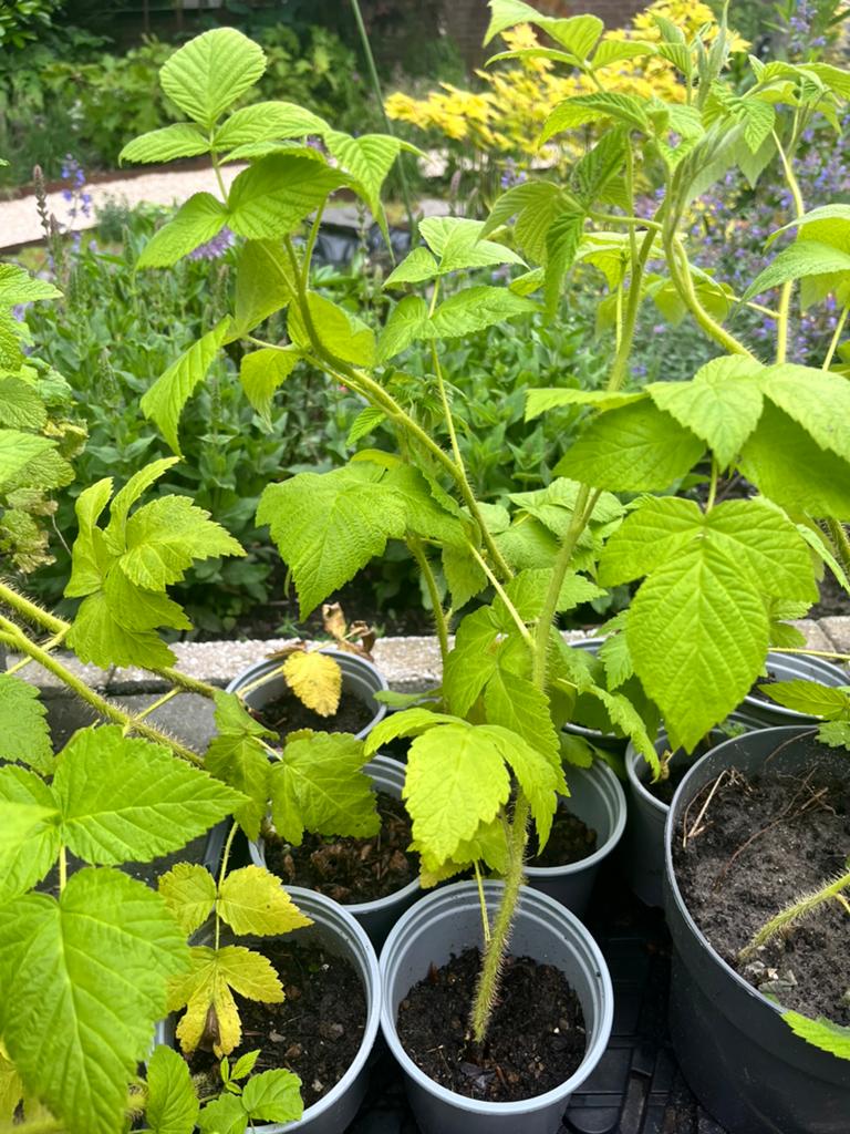 Allerlei tuinplanten, Ophalen, Overige soorten, Volle zon