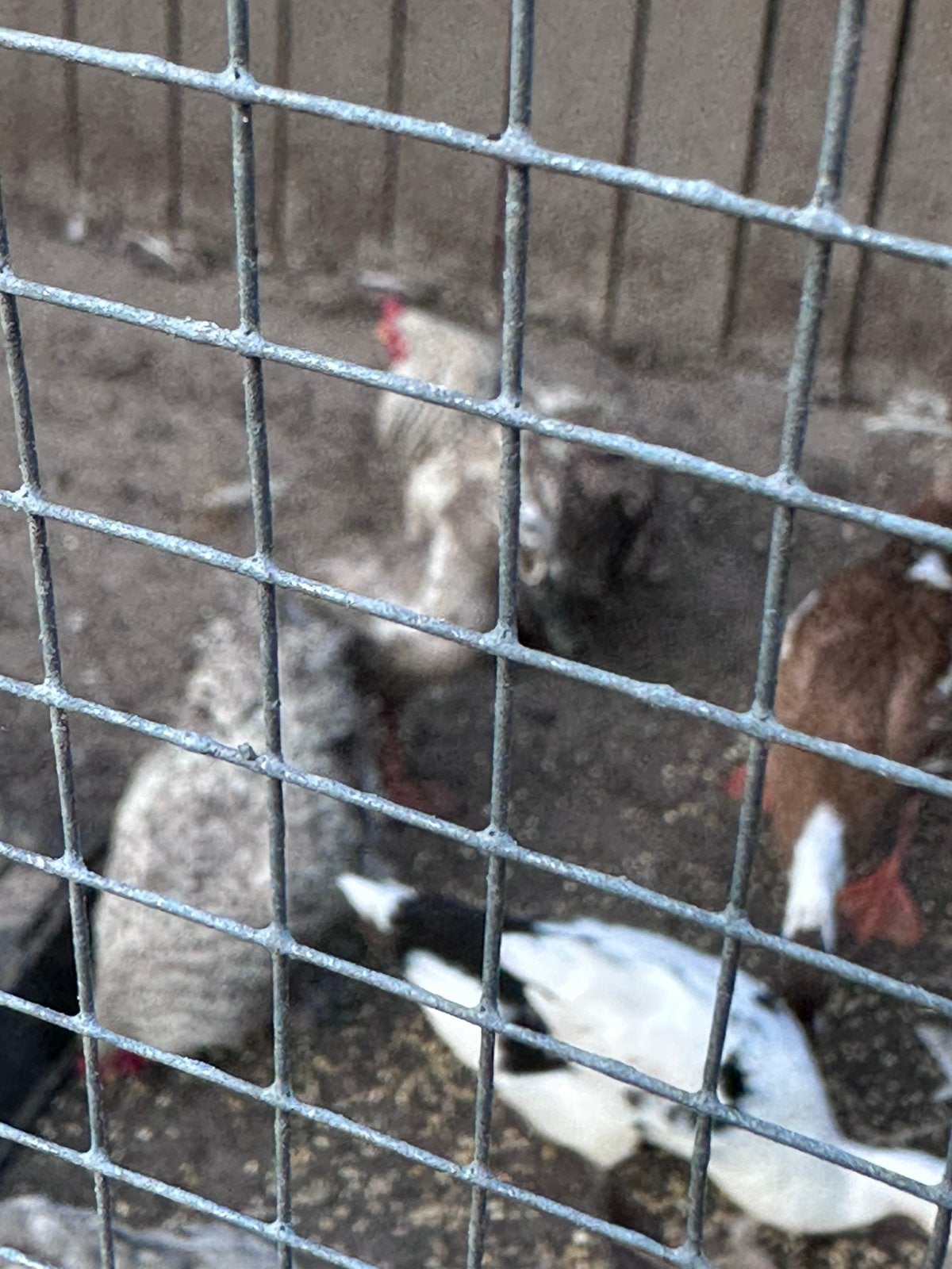 2 koppels cochin kriel kleur; blauw / koekkoek, Meerdere dieren, Kip