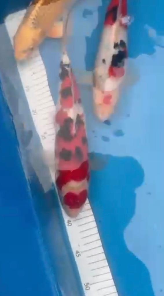 AANBIEDING DIVERSE JUMBO TOSAI NU 79,- pst, Dieren en Toebehoren, Vissen | Vijvervissen, Karper of Koi