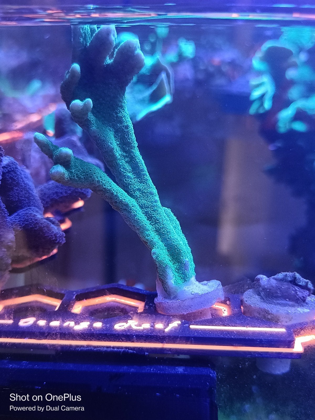 Monitpora digitata groen, Overige typen, Zoutwatervis