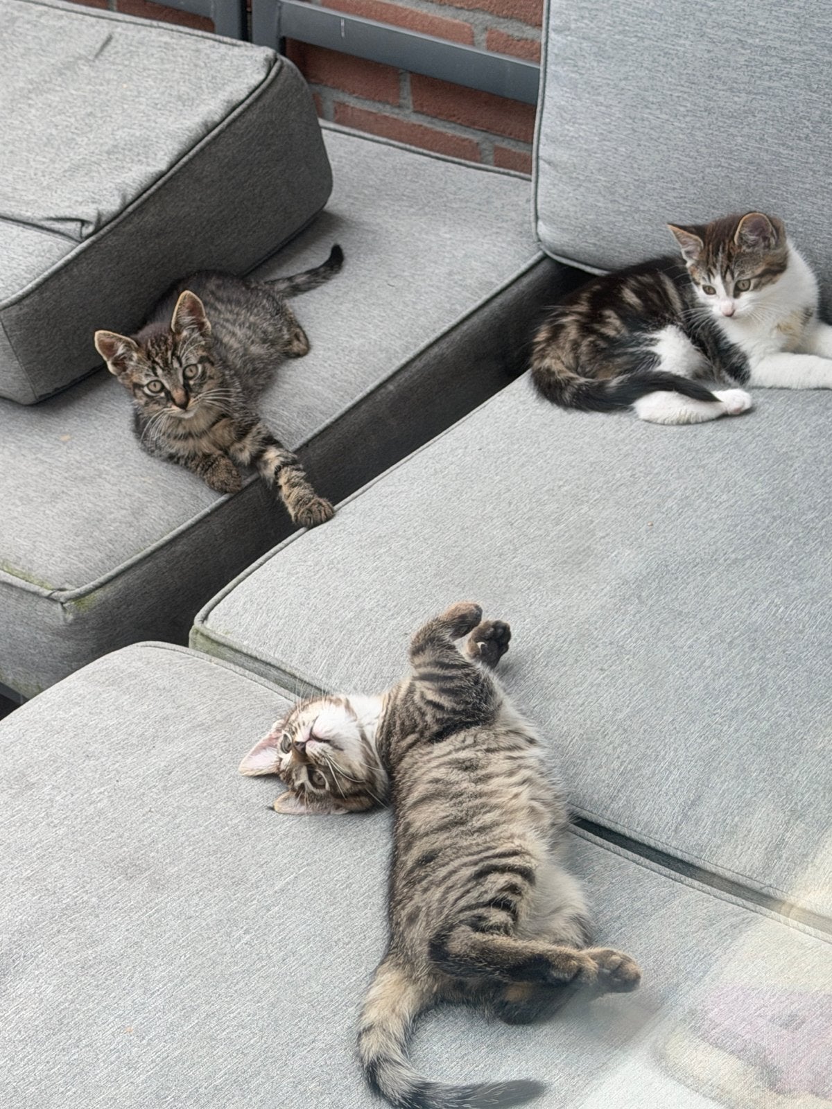 Kittens GRATIS OPHALEN !!, Dieren en Toebehoren