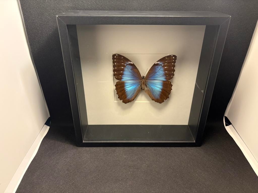 Geprepareerde vlinder in een 3d lijst, Ophalen of Verzenden, Insect, Opgezet dier