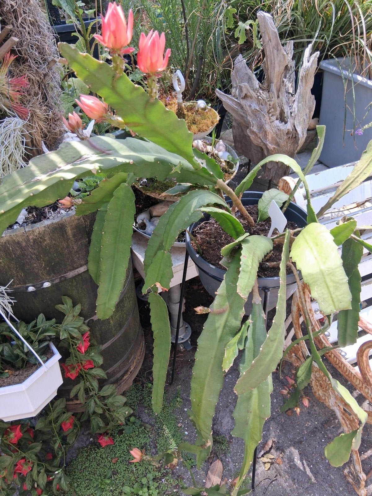 Epiphyllum (Orchidee Cactus) met roze bloemen grote plant zi, Ophalen, Overige soorten, Volle zon