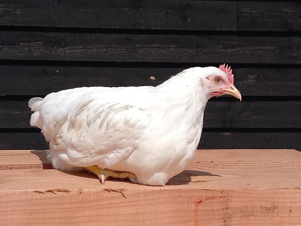 leghorn Hennen, Dieren en Toebehoren, Pluimvee, Vrouwelijk, Kip