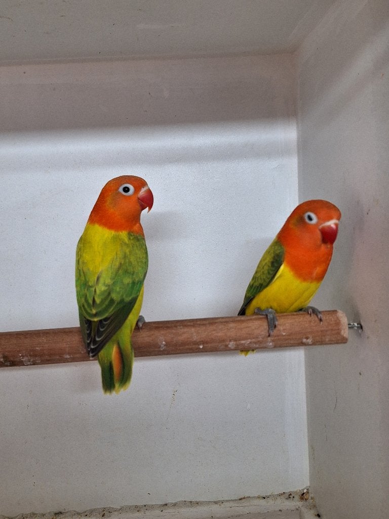 Agapornis Fischeri's, Geslacht onbekend, Dwergpapegaai of Agapornis, Geringd