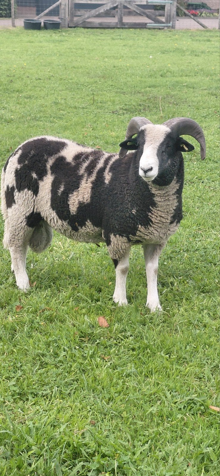 2 hoornig Jacobschaap ramlam, Mannelijk, Schaap
