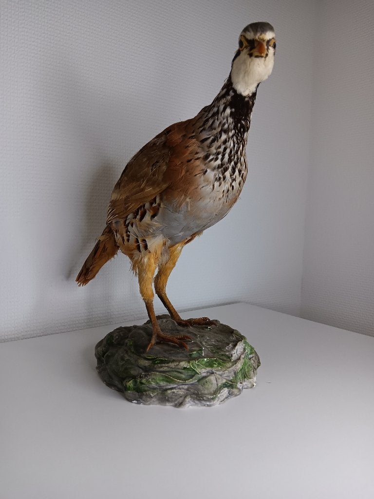 Taxidermie Opgezette Roodpootpatrijs / Patrijs, Ophalen of Verzenden, Gebruikt, Vogel, Opgezet dier