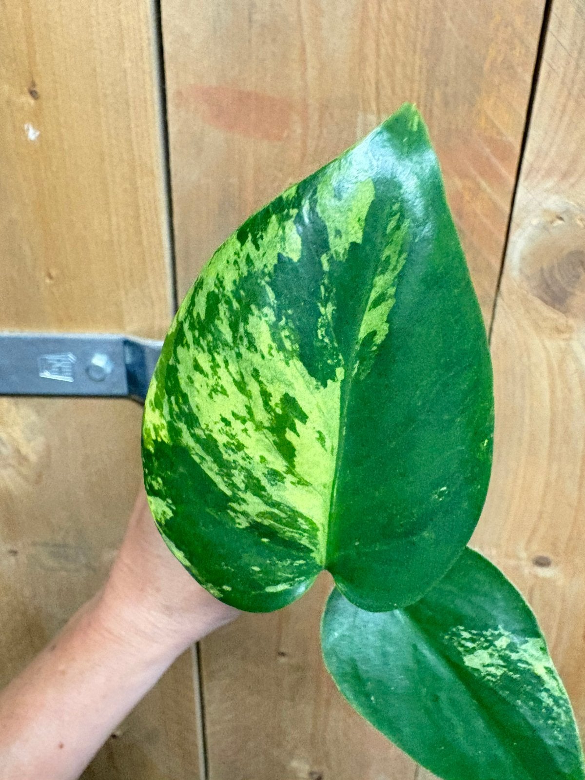 Monstera deliciosa variegata plant jungle mint green lemon, Ophalen of Verzenden, Halfschaduw, Minder dan 100 cm