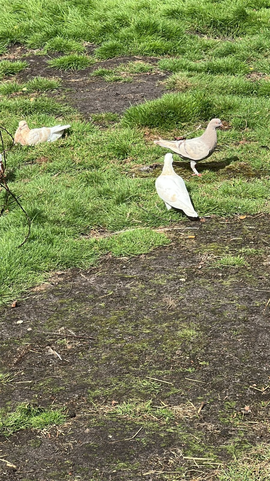 16 duiven, Dieren en Toebehoren, Pluimvee, Meerdere dieren, Kip