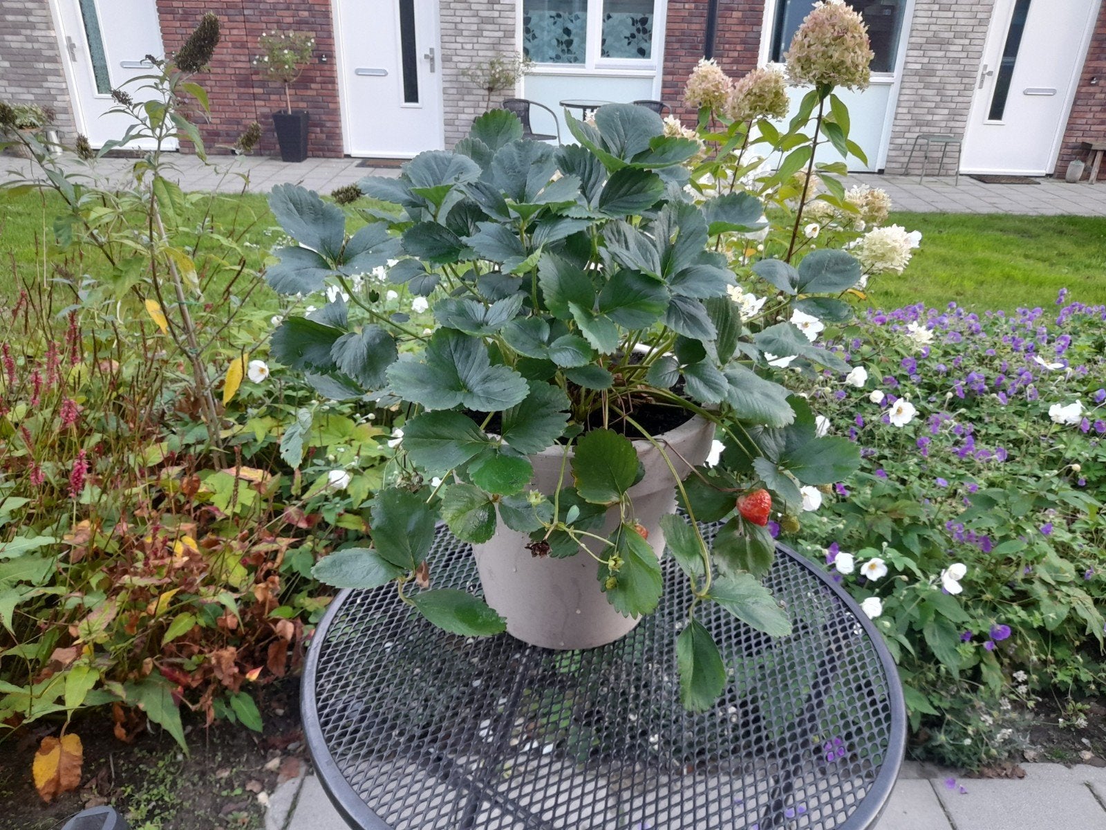 Grote aardbeienplant in pot., Ophalen, Volle zon, Vaste plant, Fruitplanten