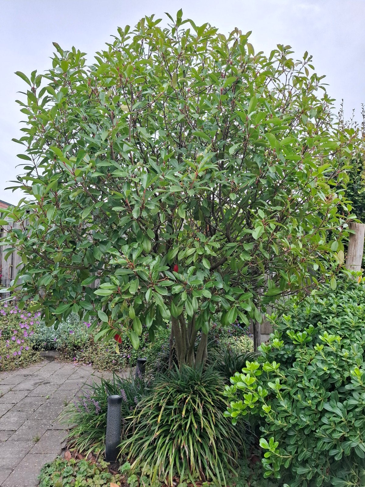 Prachtige Photinia red robin/Glansmispel, Tuin en Terras, Bloeit niet, Overige soorten, 250 tot 400 cm, Ophalen
