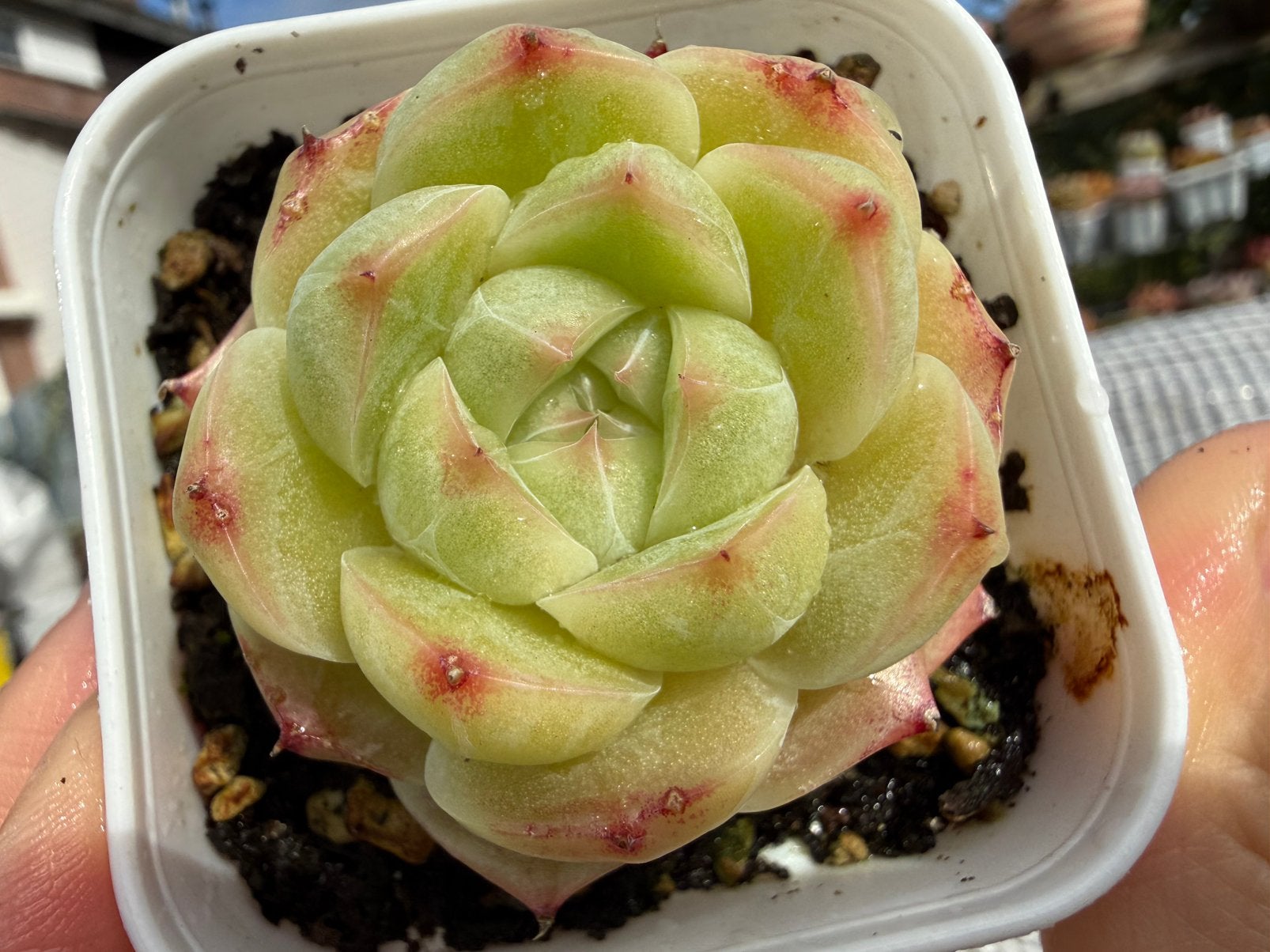 Echeveria Candy Jenny/pot 6.5cm/vetplant/succulent, Ophalen of Verzenden, Halfschaduw, Minder dan 100 cm