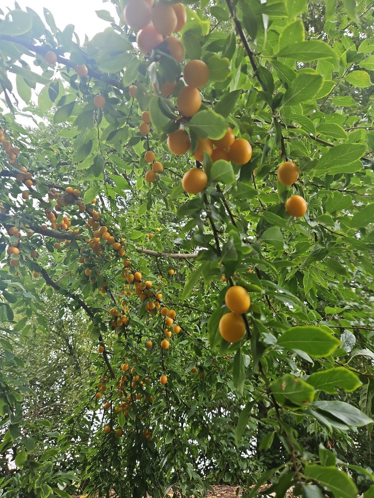 Gele kerspruimen met overvloedige oogst, Lente, Volle zon, Ophalen of Verzenden, Pruimenboom