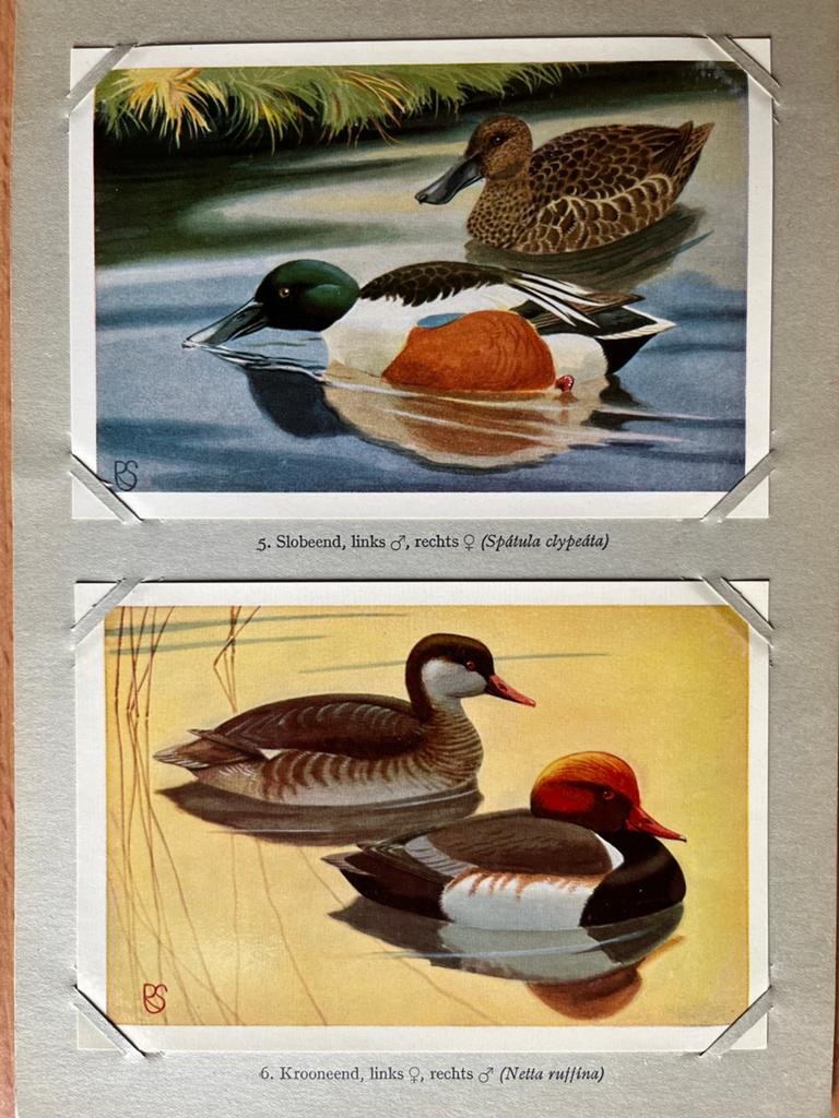 Eendenvolk - Rein Schuurman 1950, Ophalen of Verzenden, Gelezen, Pluimvee