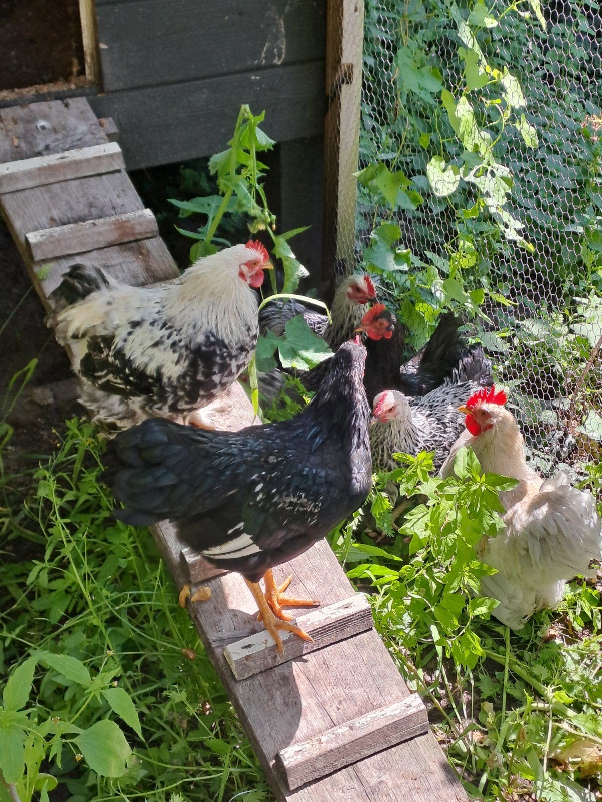 Haantjes gratis, Dieren en Toebehoren, Pluimvee, Mannelijk, Kip