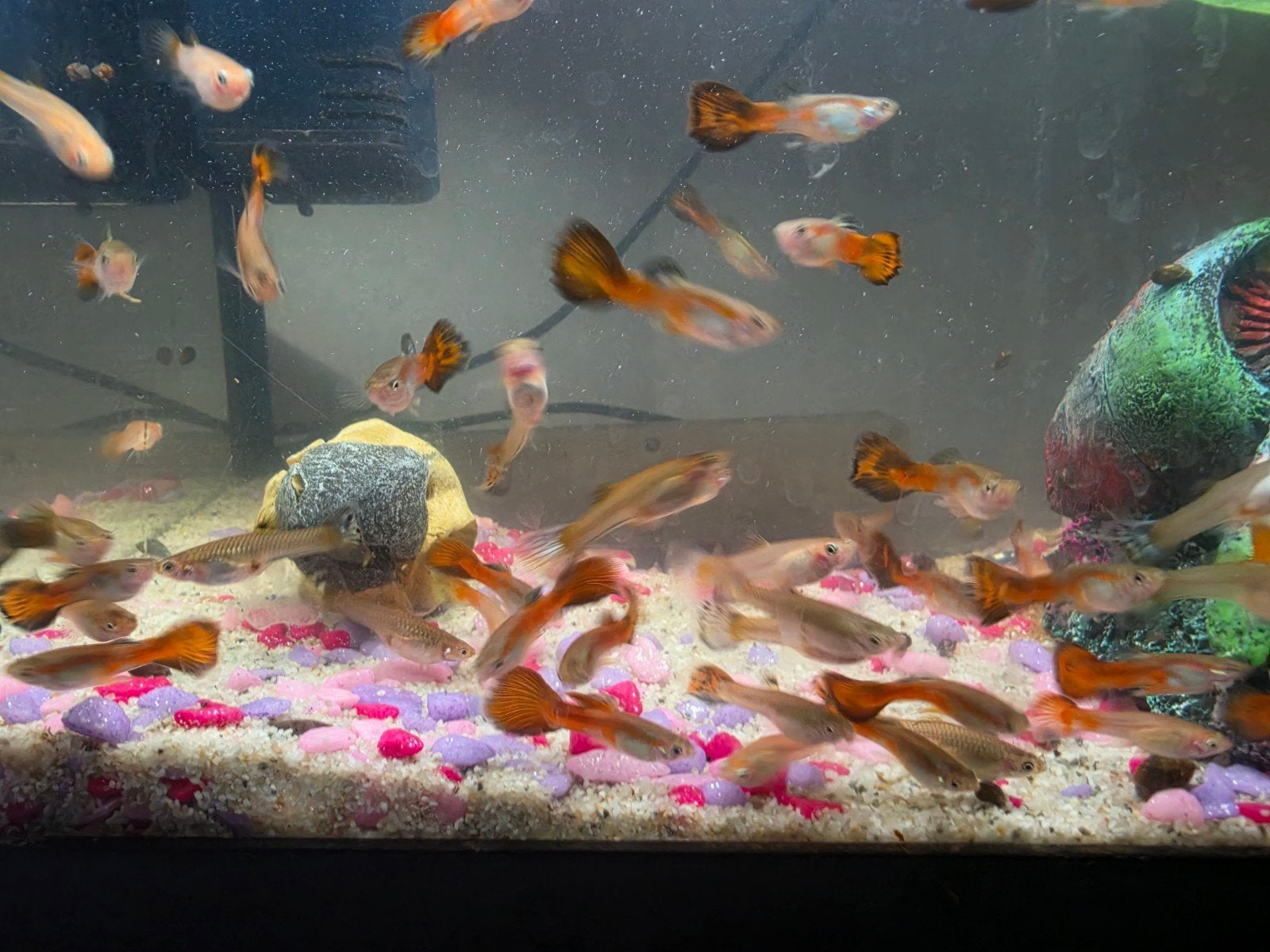 guppy's af te halen, per 10 stuks 4 euro, Vis, Zoetwatervis, Schoolvis