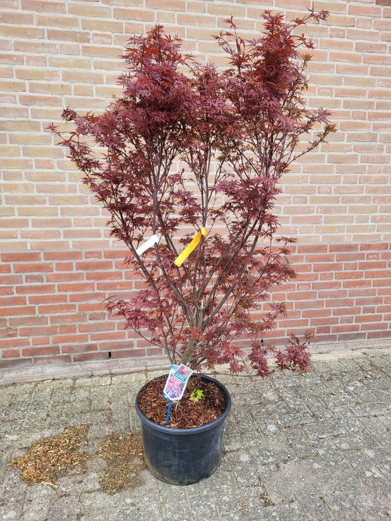 Mooie grote Japanse esdoorn, Ophalen of Verzenden, Overige soorten, Volle zon