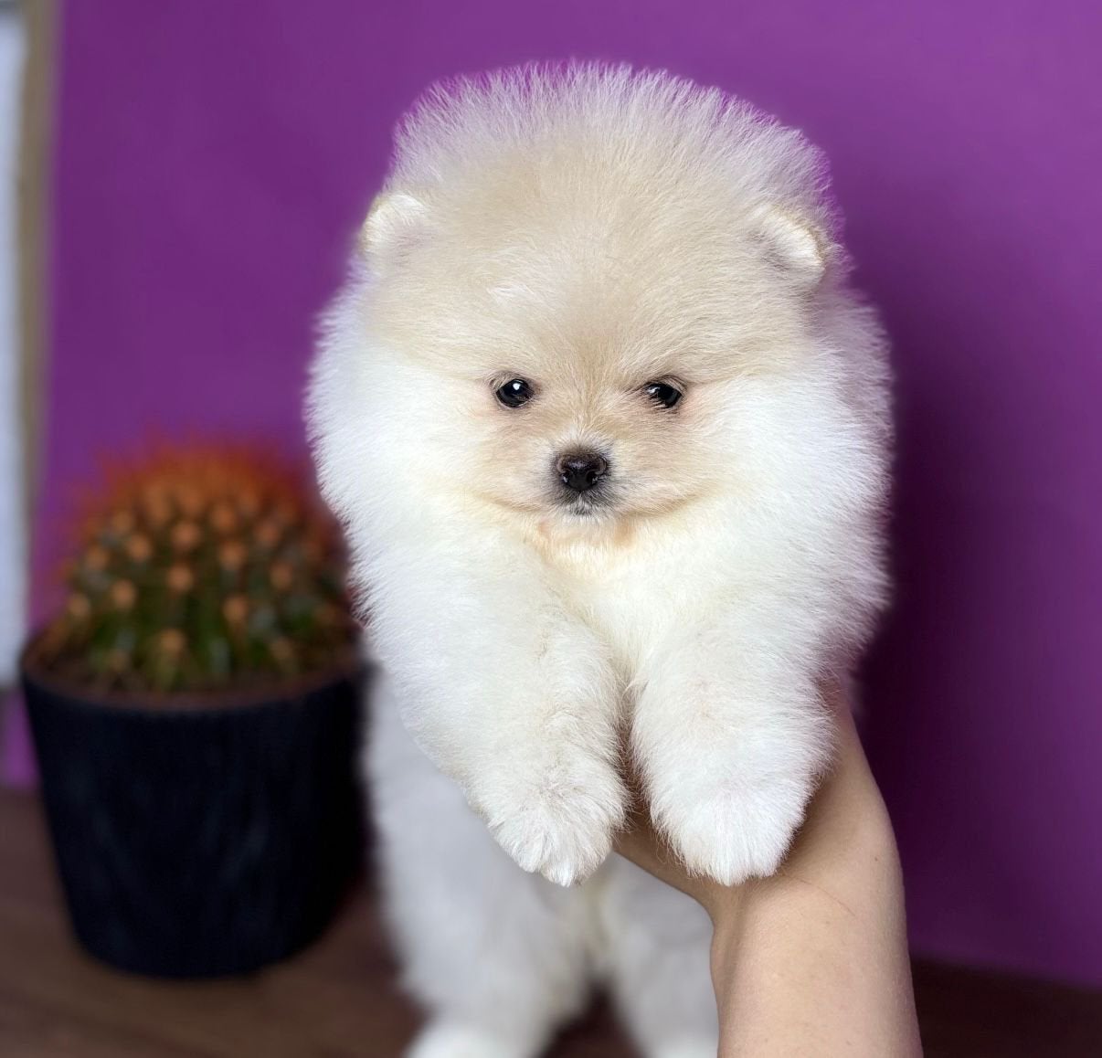 Pomeranian | Pomeriaan, Dieren en Toebehoren, Honden | Poolhonden, Keeshonden en Oertypen, 8 tot 15 weken, Parvo, Eén hond, Nederland