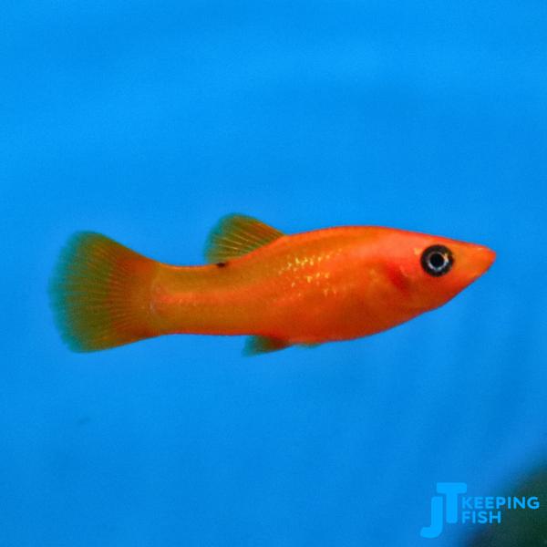 Poecilia Sphenops Mix - Molly mix, Dieren en Toebehoren, Vissen | Aquariumvissen, Vis, Zoetwatervis