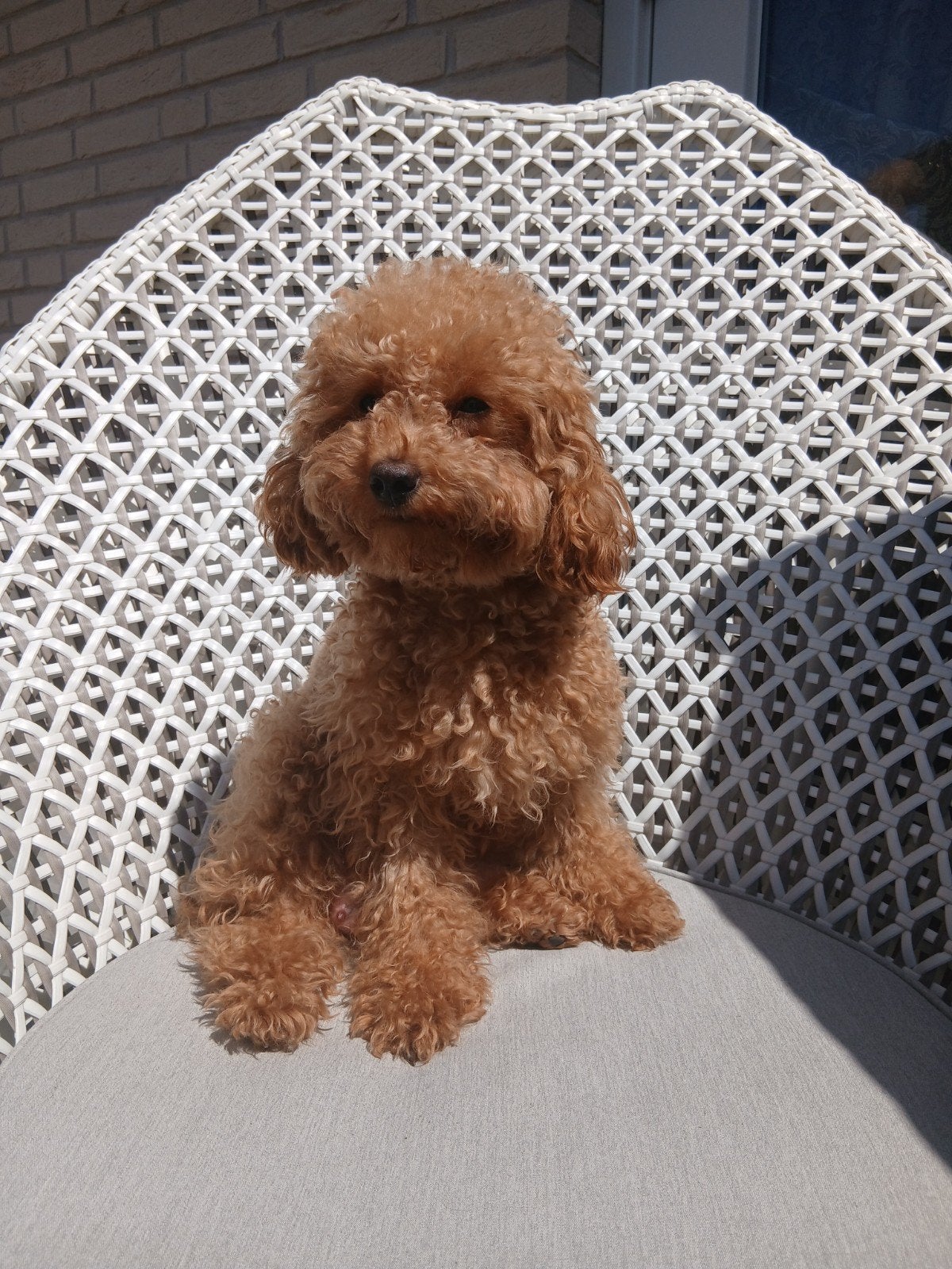 Toypoedel pups rood, 8 tot 15 weken, Parvo, Meerdere, Meerdere dieren