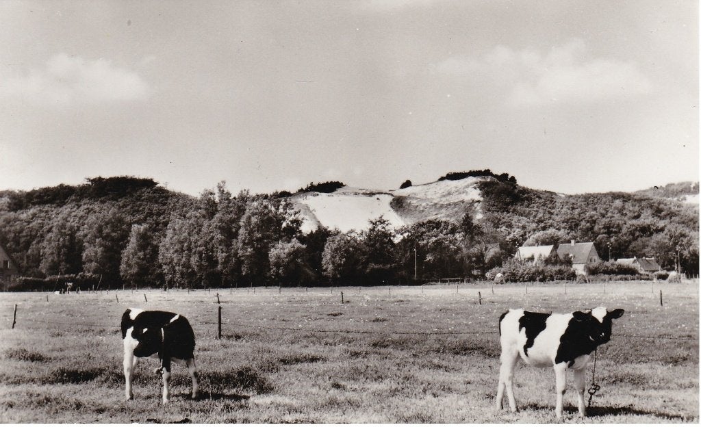 Catrijp Speelduin - Koe / Koeien, Verzenden, 1940 tot 1960, Ongelopen, Noord-Holland