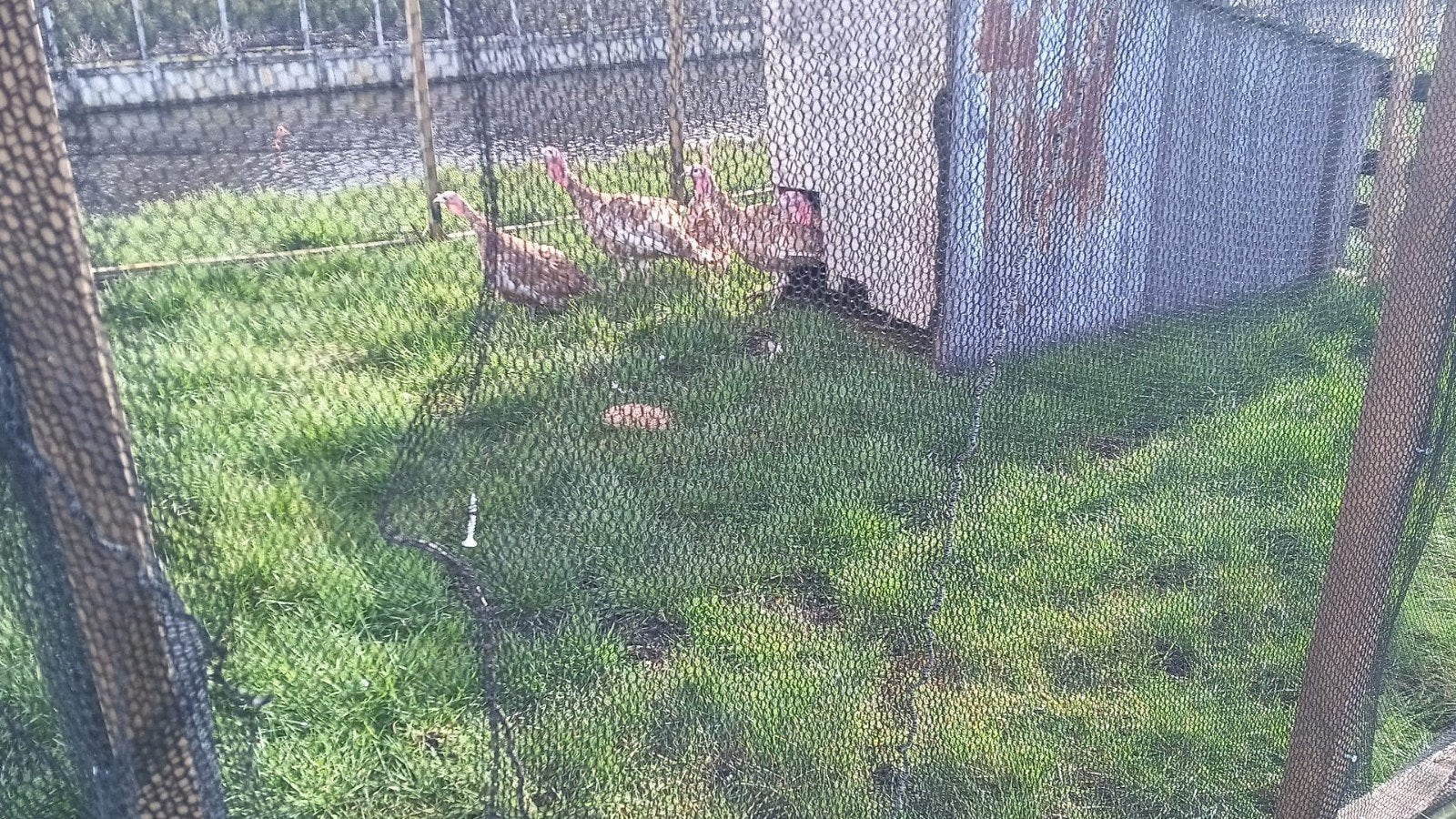 Kalkoenen Rode hennen en hanen, Meerdere dieren, Kalkoen