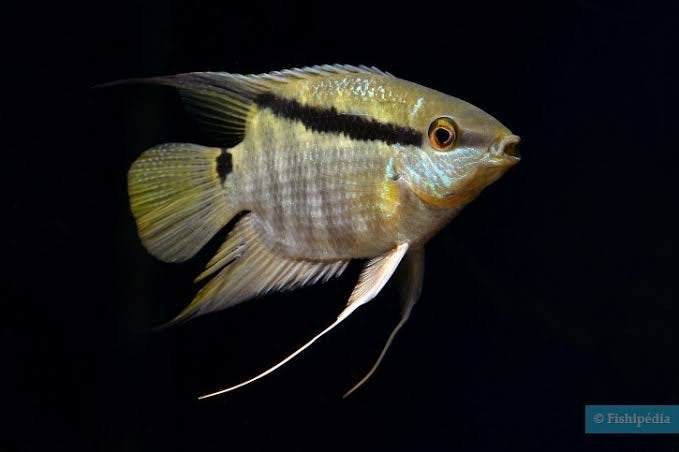 Koppel vlagcichlide gezocht, Dieren en Toebehoren, Vissen | Aquariumvissen, Vis