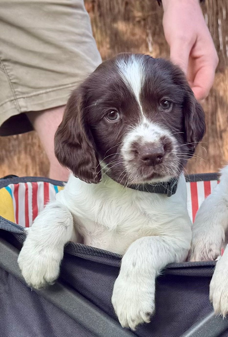 Prachtige en lieve Engelse Springer Spaniel Pup, Parvo, Reu, 8 tot 15 weken, Eén hond