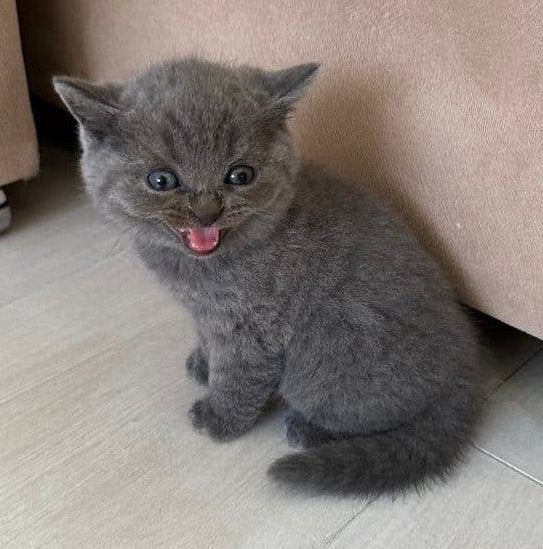 Britse Korthaar Kittens, Kater, Ontwormd, 0 tot 2 jaar